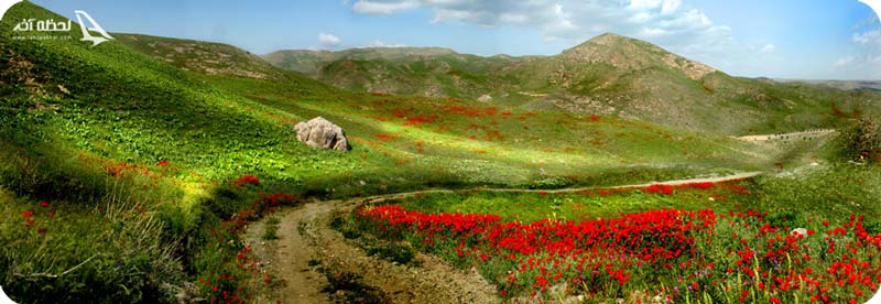 درخت چنار هفتصد ساله