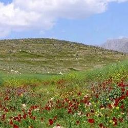دشت ارژن