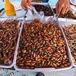 عجیب ترین غذاهای تایلند