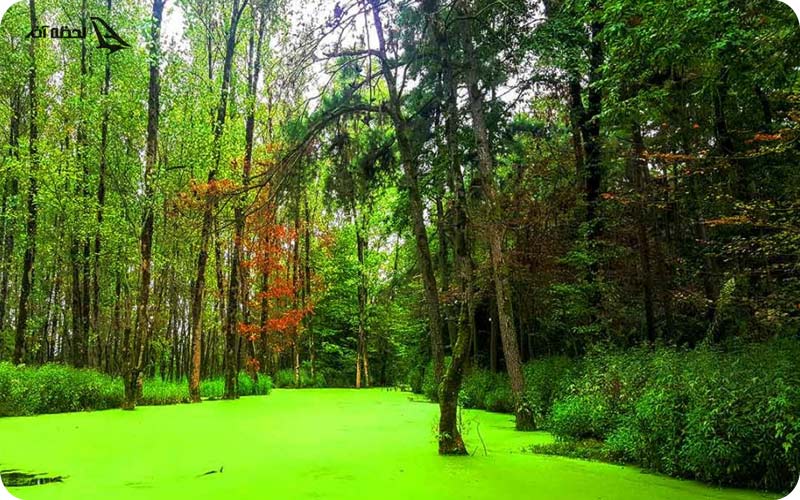 پوشش گیاهی رشت