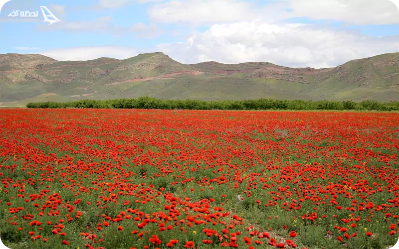 زیبایی گلها در دره گلها