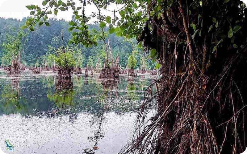 تنه درختان ممرز غوطه ور در تالاب ارواح یا دریاچه اشباح