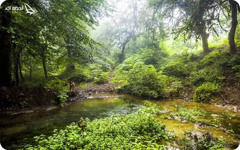 پارک ملی گلستان