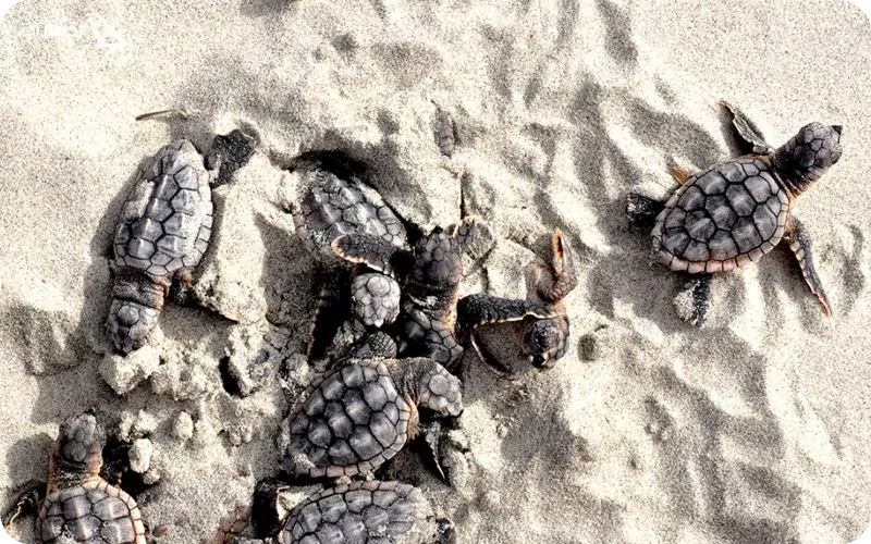 نوزادان لاک پشتهای پوزه عقابی