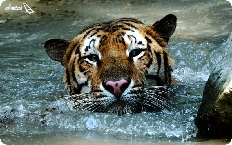 باغ وحش جدید تفلیس