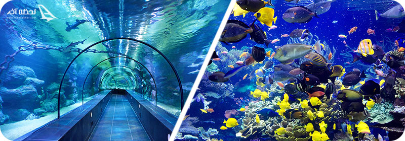 آکواریوم استانبول