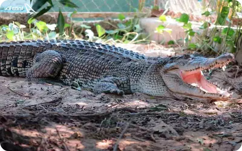 پارک کروکودیل قشم