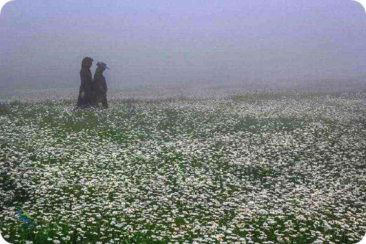 گل های بابونه