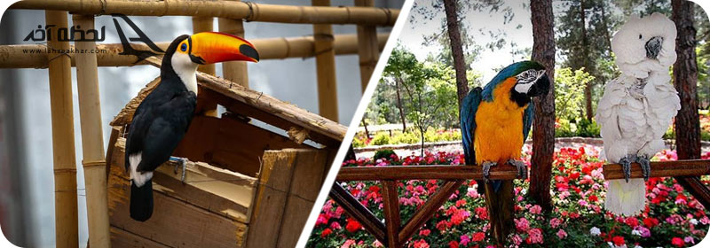 جاذبه های پارک جنگلی لویزان