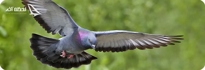 معروفترین باغ پرندگان