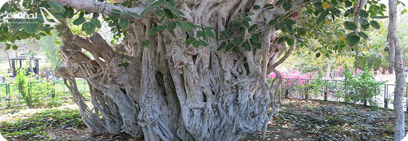 درخت انجیر معابد