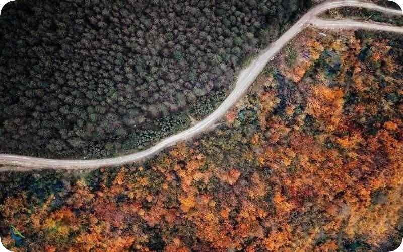 مسیر جنگل راش