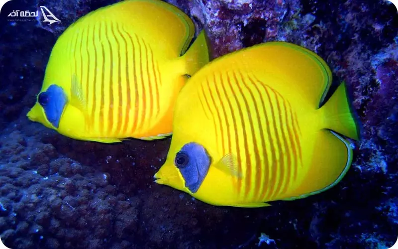 آکواریوم پروانه