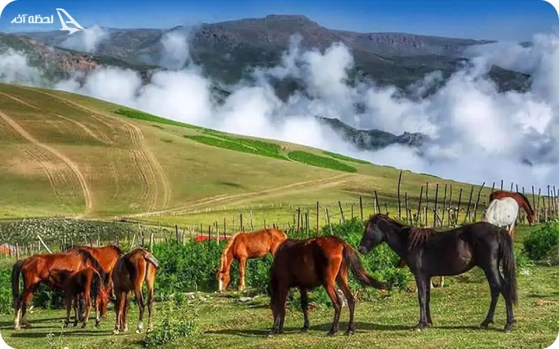 اسب سواری در جنگل گیسوم اسب سواری در جنگل گیسوم