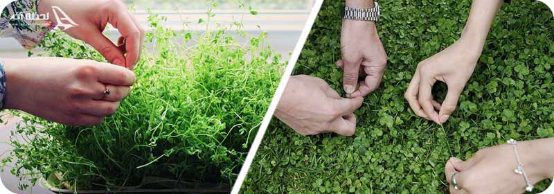 آداب و رسوم 13 به در