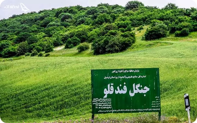 جنگل فندقلو حیران