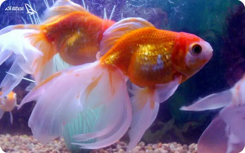 آکواریوم پروانه طلایی