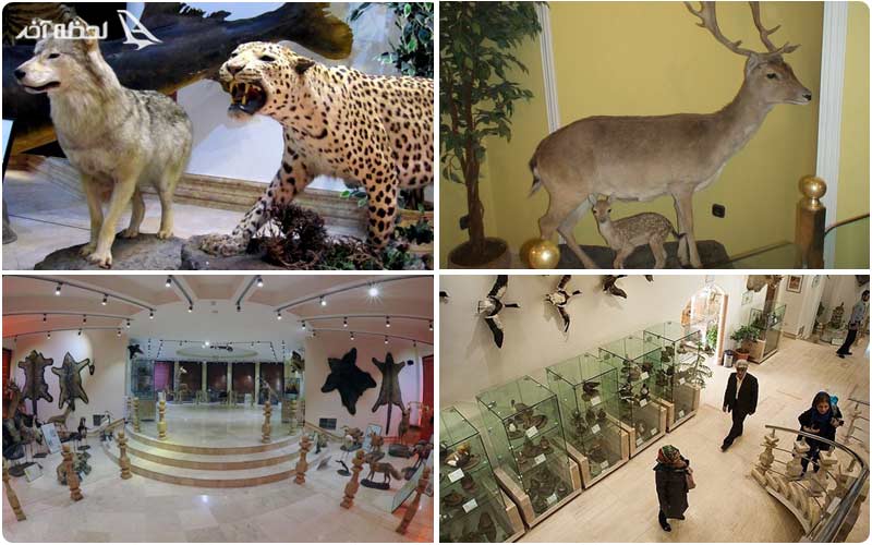 تصاویر موزه طبیعت و حیات وحش دارآباد