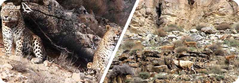 پوشش گیاهی پارک تندوره