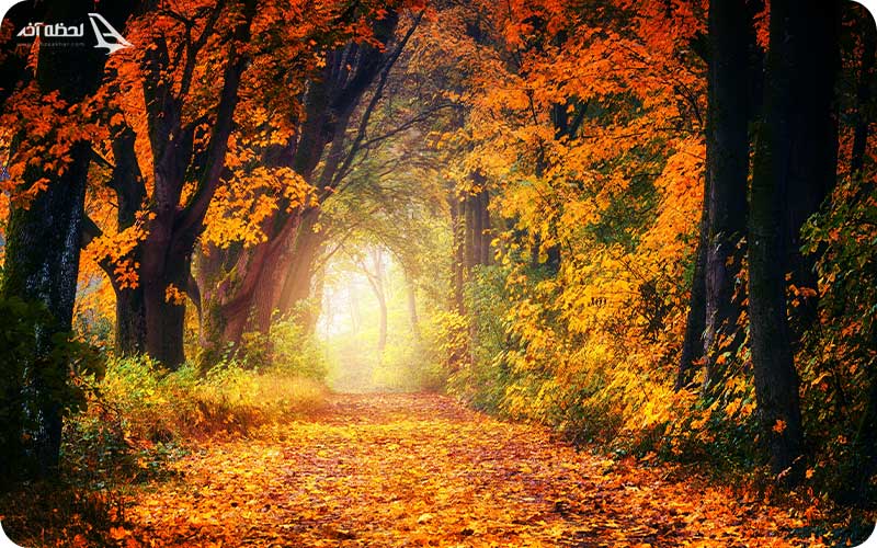 پاییز طبیعت