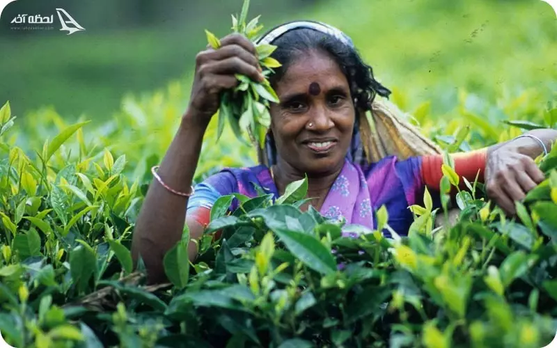 سوغات سریلانکا