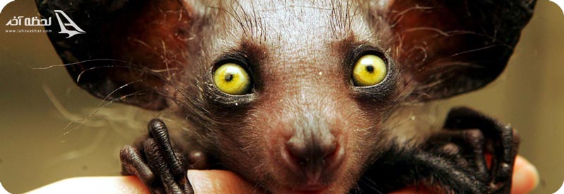 حیوانات عجیب جهان