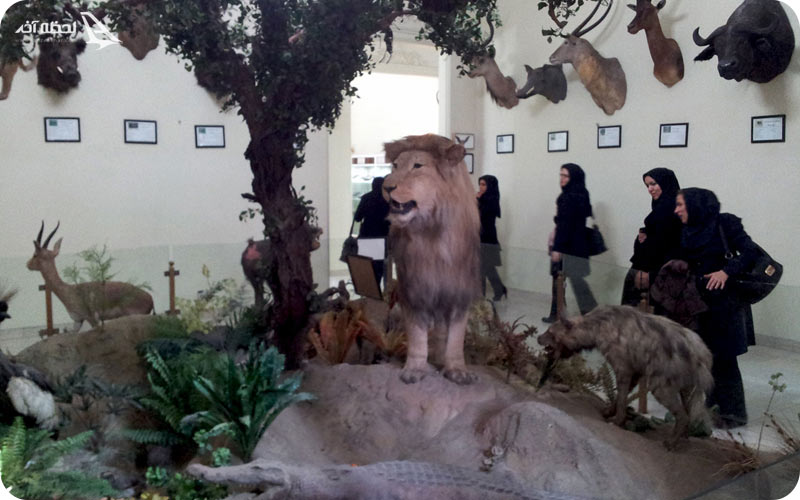 سالن افریقا در دارآباد