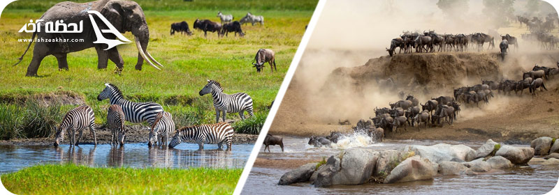 عکس فیل، گاو وحشی و گورخر سرنگتی افریقا