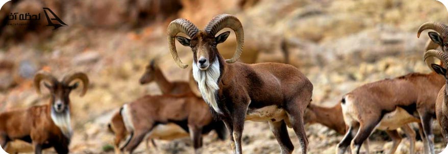 منطقه حفاظت شده لشکر ملایر