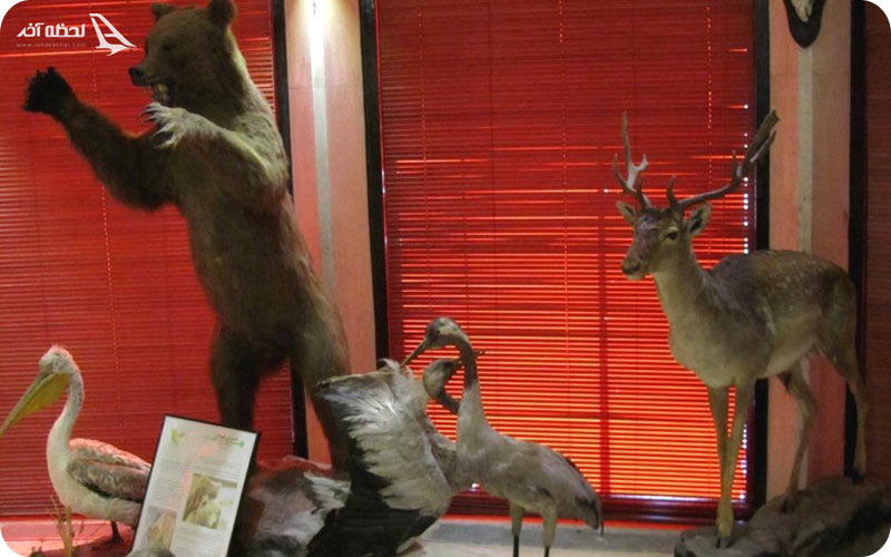 موزه طبیعت دارآباد