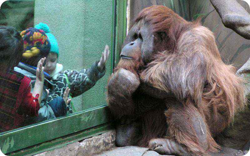 باغ وحش مسکو