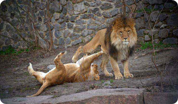 شیر در باغ وحش مسکو