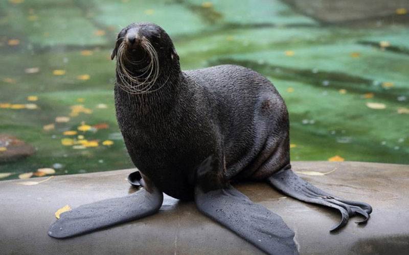 فک در باغ وحش مسکو