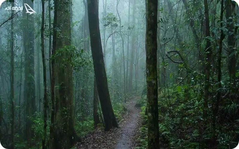 پارک جنگلی کشپل