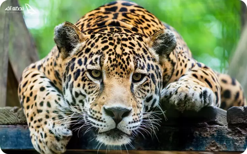 هزینه ورودی به باغ وحش تفلیس