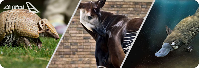 آرمادیلو، اوکاپی و پلاتیپوس