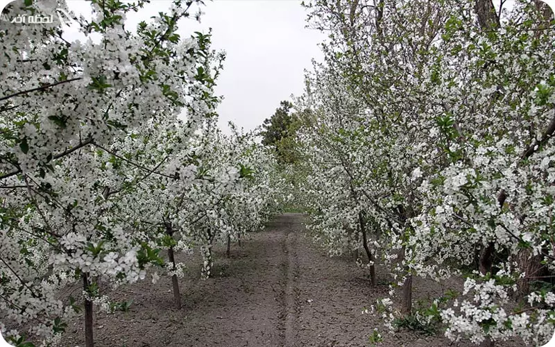 باغ ملک آباد مشهد در فصل زمستان