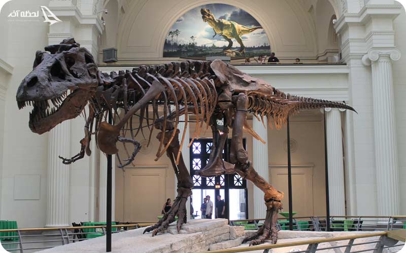 موزه تاریخ طبیعی فیلد