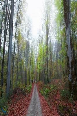 جنگل راش سوادکوه