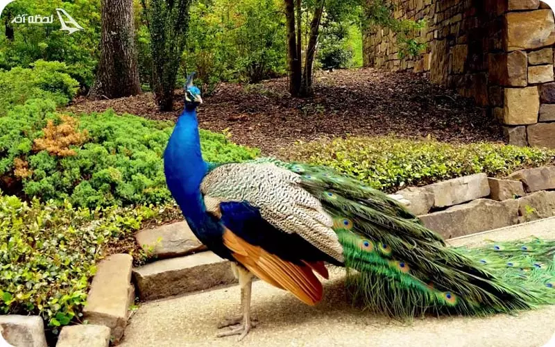 باغ پرندگان در اطراف آکواریوم اصفهان