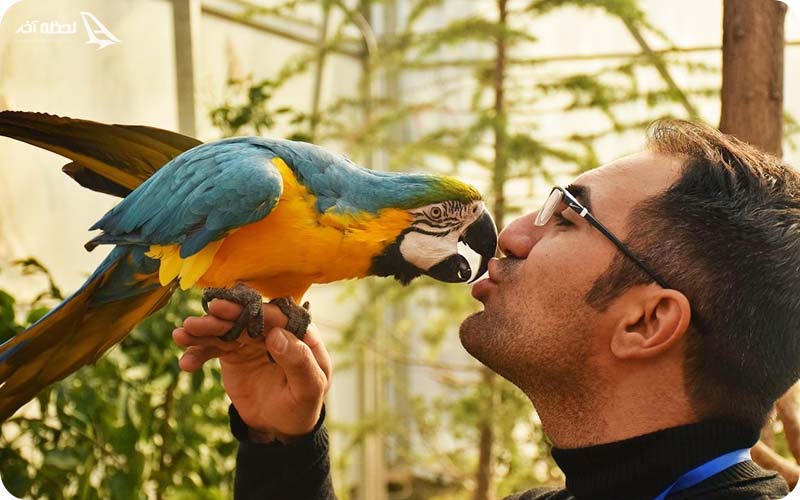 پرندگان باغ وحش ارم پرندگان باغ وحش ارم؛ از فلامینگو تا عقاب طلایی