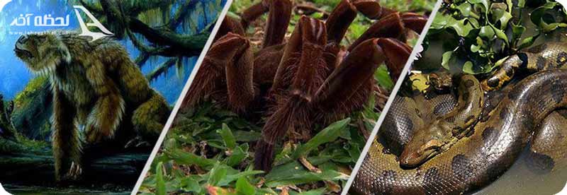 جنگل های آمازون