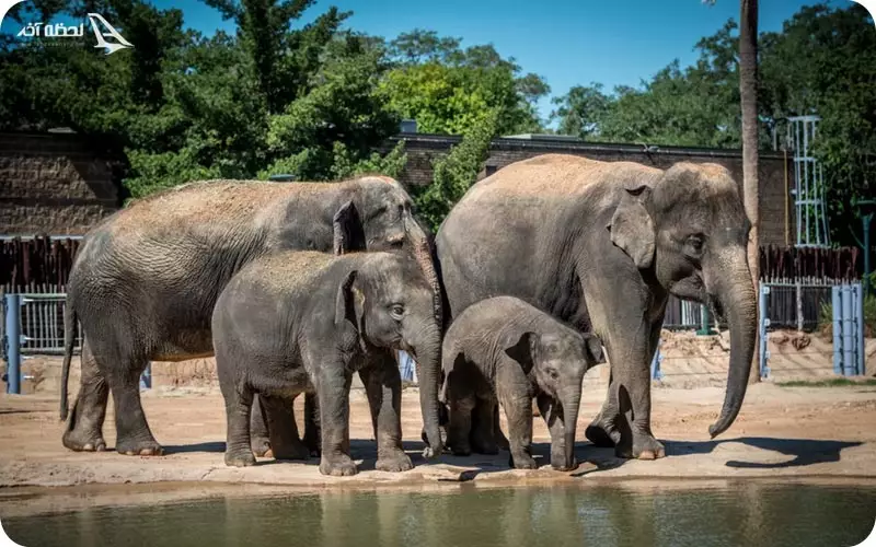باع وحش های ایروان