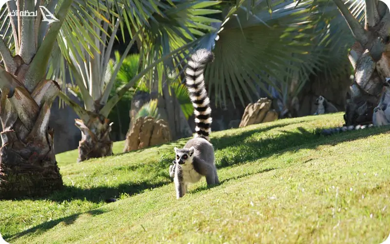 تماشای لمورهای ماداگاسکار