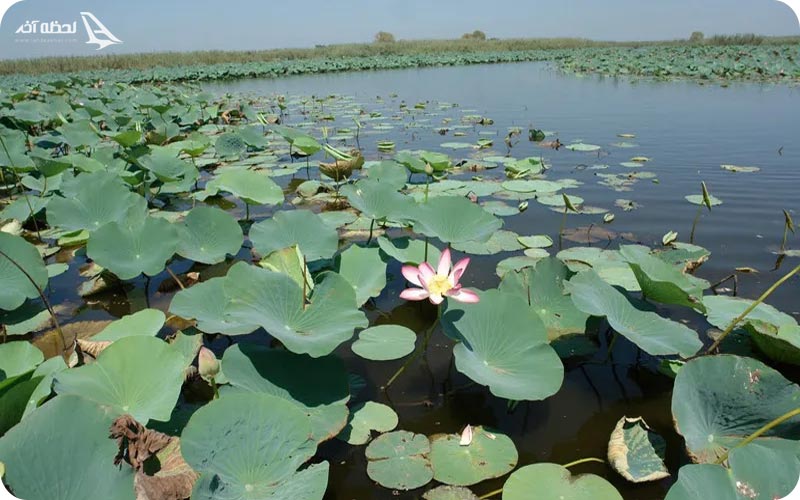 تالاب انزلی