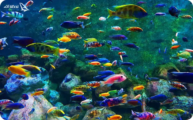 قیمت بلیط مجموعه آکواریوم اصفهان