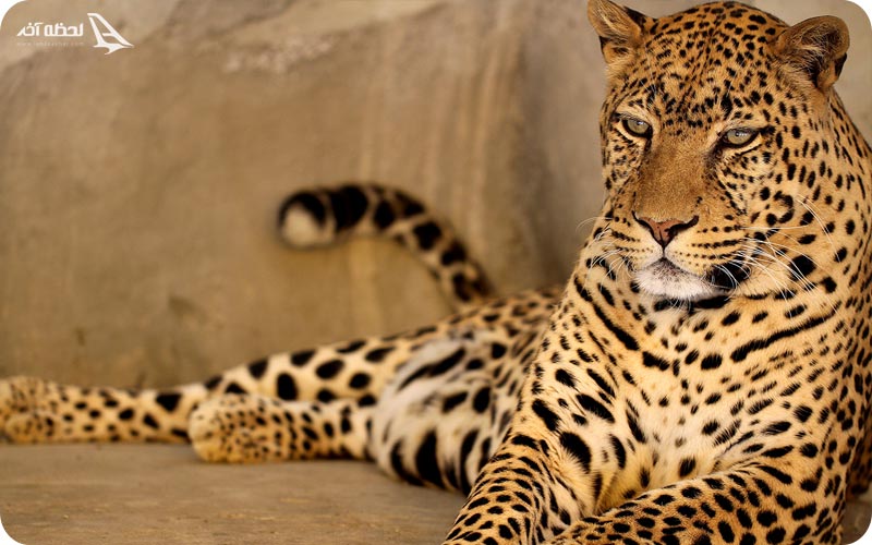 باغ وحش ارم تهران باغ وحش ارم تهران