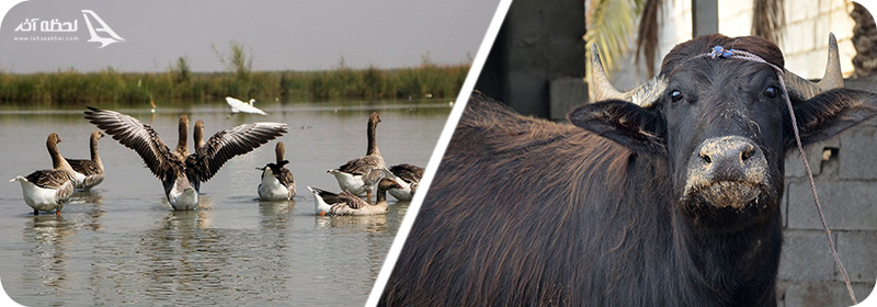 پوشش گیاهی و جانوری