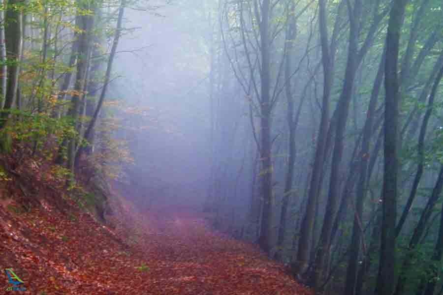 جنگل الیمستان