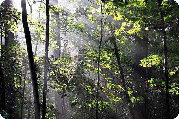 چگونه به جنگل جیغ مشهد برویم؟